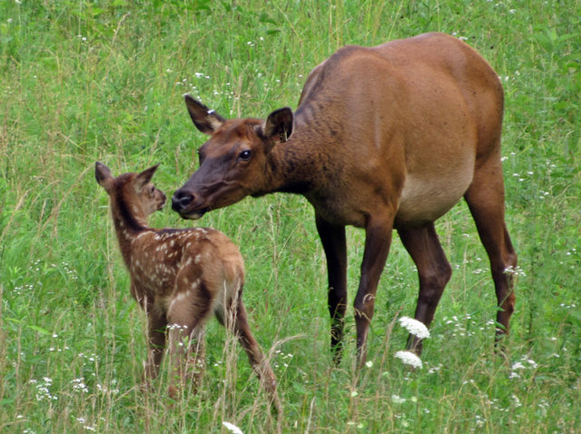 Elk and Bison Prairie