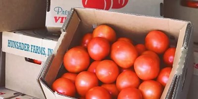 Tomato picking