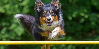 Dog Agility Competition of FL (DACOF)