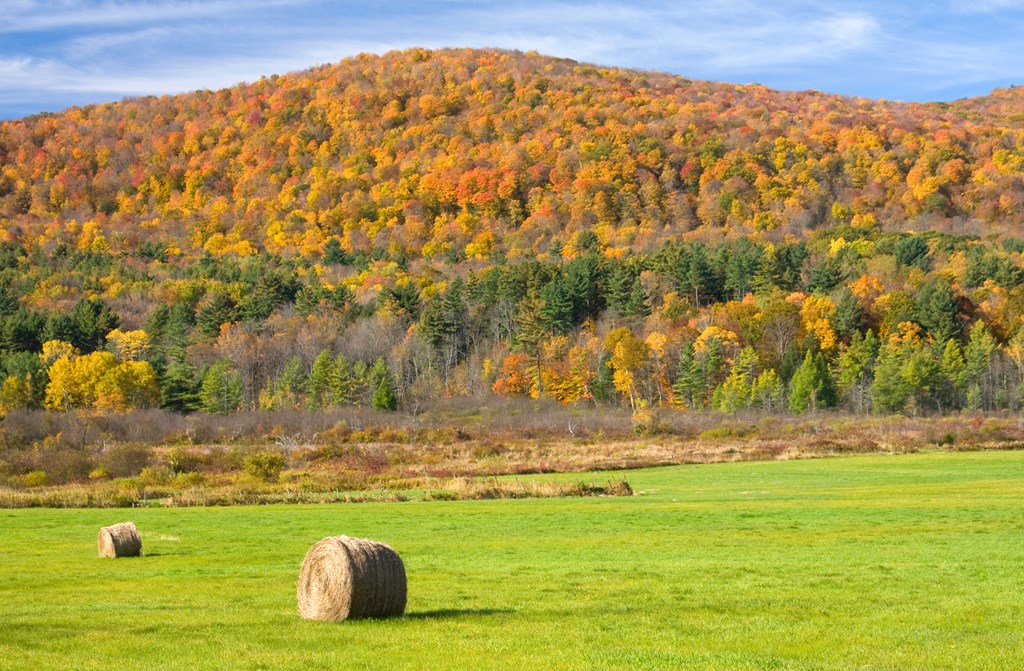 Autumn foliage in the Berkshires region of Massachusetts. A hill covered in bright fall leaves rises from a green field with round haybales.