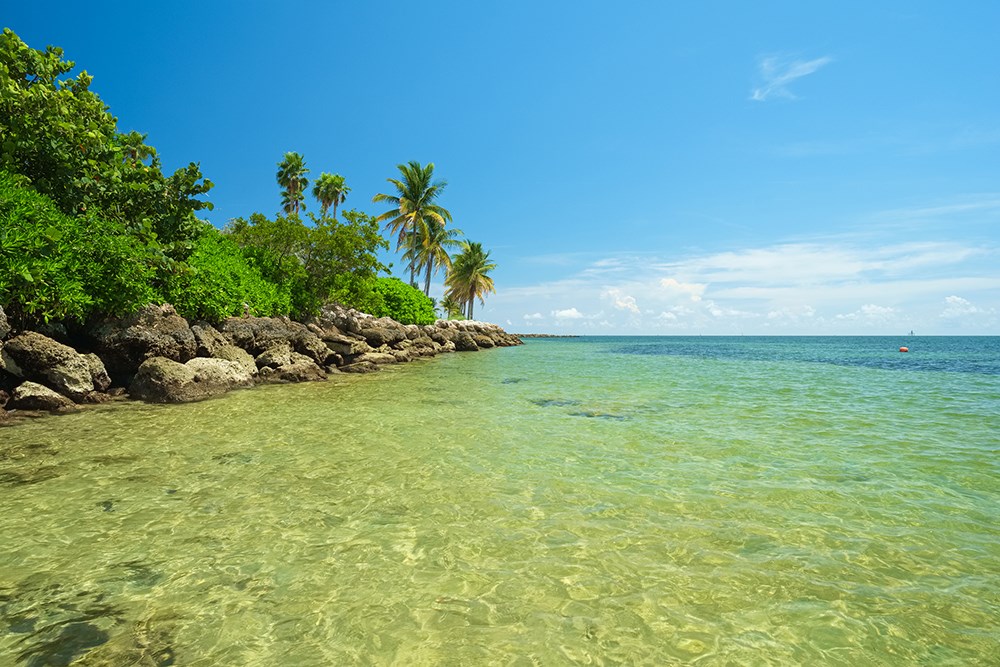 Beautiful beach shoreline with coral rock and palm trees.