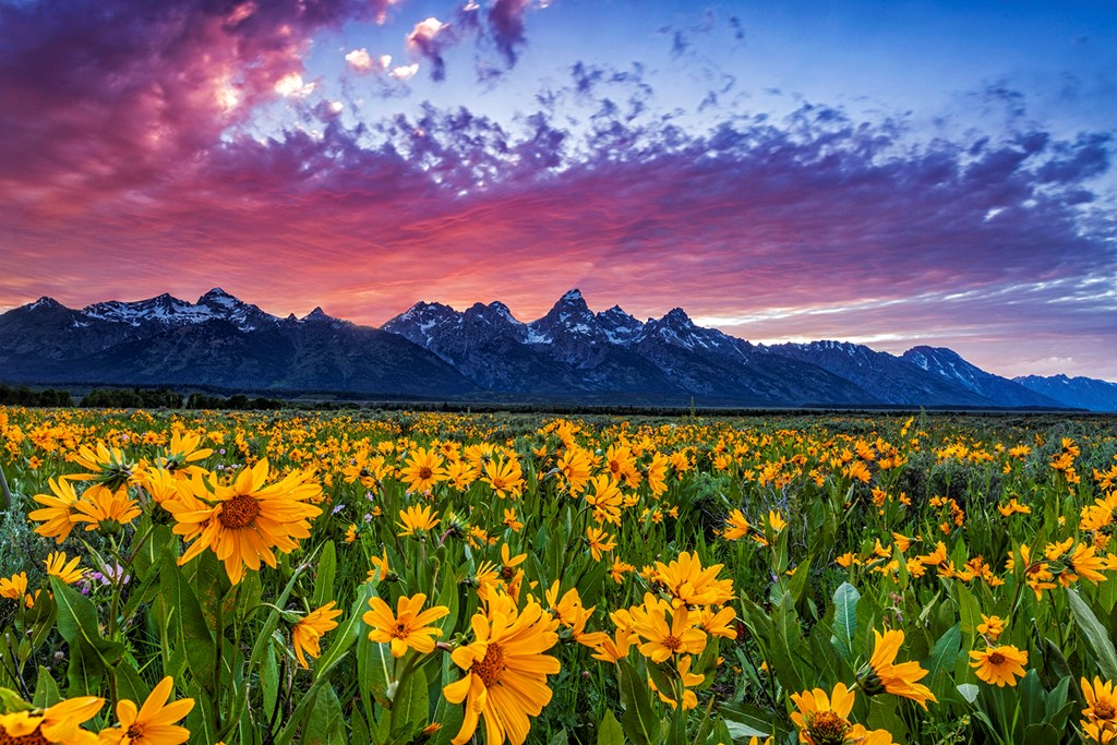 Wildflowers in Grand Teton National Park at sunset