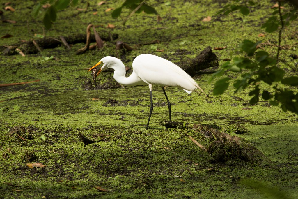 Side view of a Great egret standing in the water with a bullhead catfish hanging from its bill.