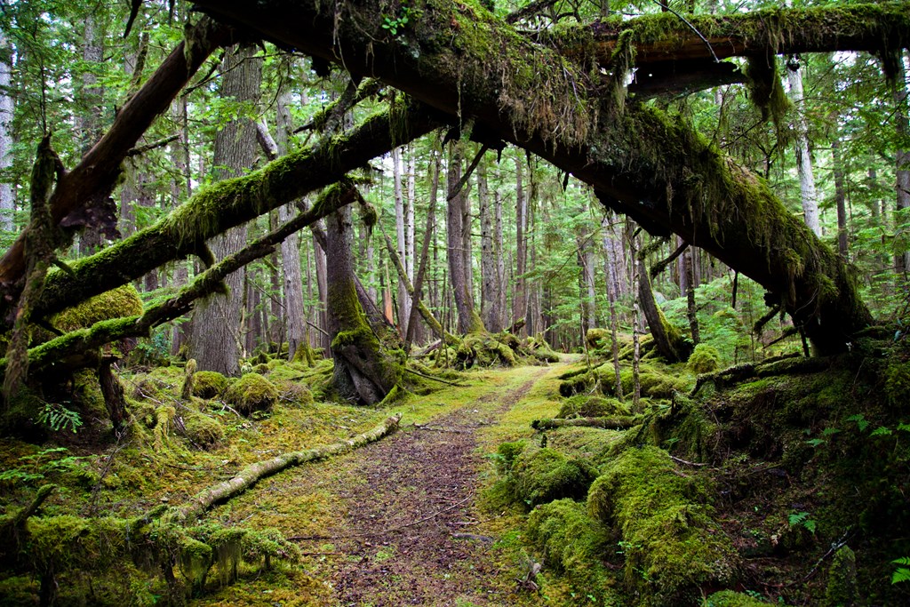 Mossy logs over a path in the rainforest.