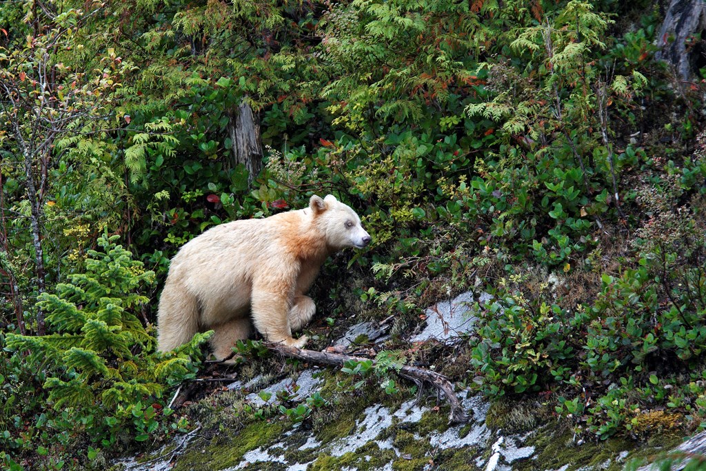 White Kermode bear on a mountainside.