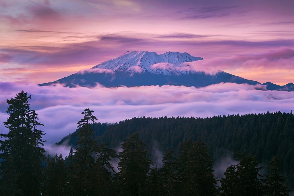 View of Mount St Helens sunset from McClellan Viewpoint in Gifford Pinchot National Forest Washington. Dormant volcano covered in snow sits above low cloud cover amidst a pink sunset.