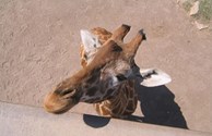 Feed a giraffe at the Abilene Zoo