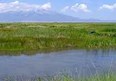Alamosa Wildlife Refuge Photo