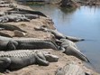 Colorado Alligator Farm Photo