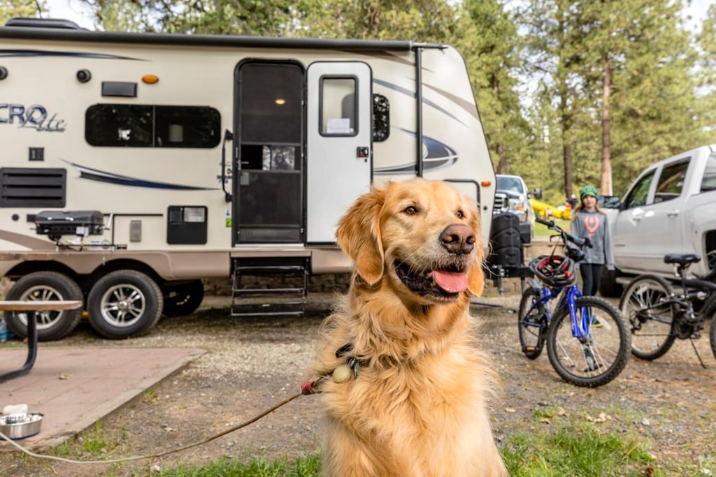 5 Tips for an RV Trip with Your Dog