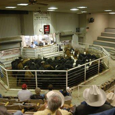 Amarillo Livestock Auction & Stockyard Cafe