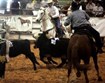 The US Team Penning Association ~ Late October through Early November Photo