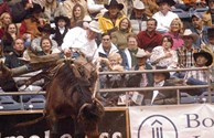 See Real Cowboys in Amarillo Texas