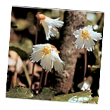 Oconee Bell Nature Walk<br>March 2012 Photo
