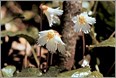 Oconee Bell Nature Walk March 2012 Photo