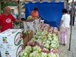 South Carolina Apple Festival, Westminster, SC September 4-8, 2012 Photo