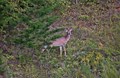 Deer Grazing