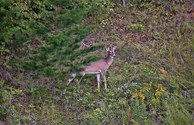Deer Grazing
