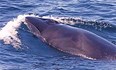 Whale Watching Excursions and Puffin Cruises Photo