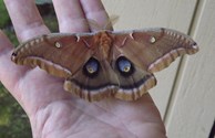 A "bird" in the hand