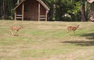 Oh Deer!