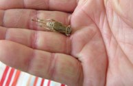A closer look at his snack