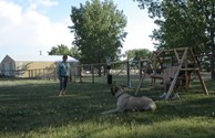 Our pet park is a big hit