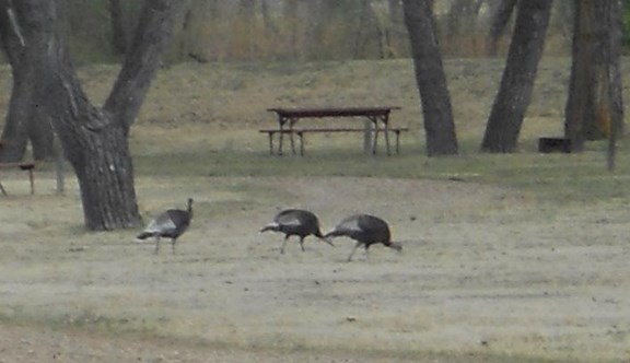 Wild turkeys on the campground