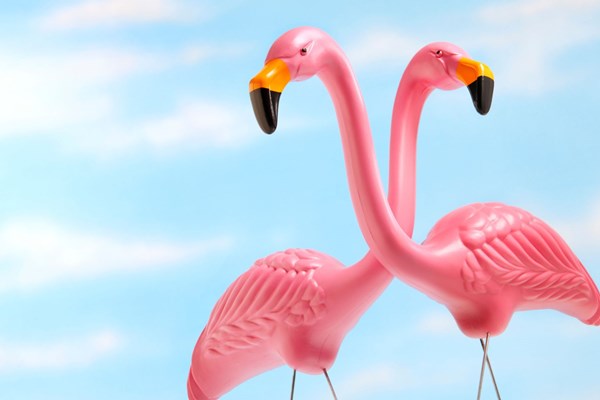 Pink Flamingo Weekend Photo
