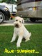 Bring Your Four-Legged Friends for a  Grrrreat Time! Photo