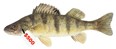 Fishing Photo