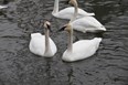 Wye Marsh Wildlife Festival Photo