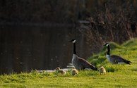 local wildlife