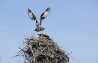 Bird watching - ospreys