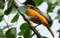 Bird watching - Baltimore oriole