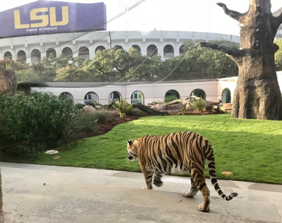 LSU's Mike the Tiger's Habitat