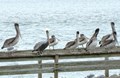 Shore Pelicans frequent the bay.