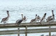 Shore Pelicans frequent the bay.