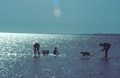 A Family Fun Day of Clamming