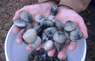 Get your limit of fresh clams!