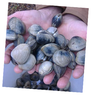 Get your limit of fresh clams!