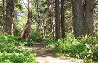 Beautiful nature trail that leads to the beach