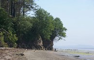 Find many treasures while beachcombing