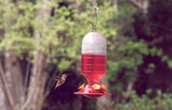 Many birds live with us including hummingbirds