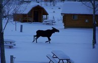 Moose in the Bear Lake KOA