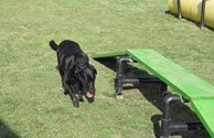 K-9 / Doggie Heaven with Abby