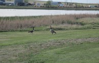 Geese