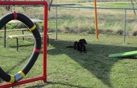 K-9 / Doggie Heaven