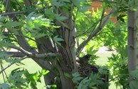 Birds Nest