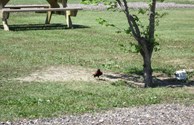 Red Wing Black Bird
